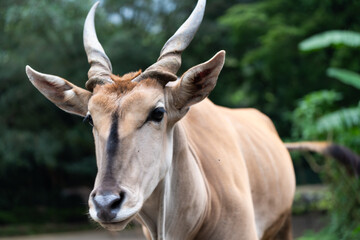 Eland Antelope Standing Calmly in Natural Zoo Setting