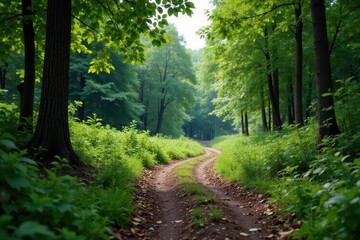 A Serene Path Winding Through a Lush, Verdant Forest, Bathed in Soft Sunlight, Inviting Exploration and Tranquility