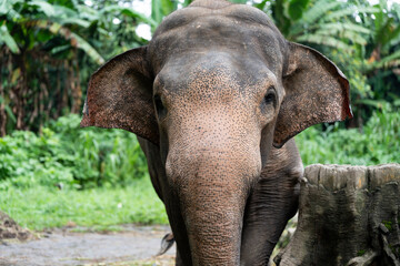 Fototapeta premium A large elephant with a wrinkled face and wrinkled skin
