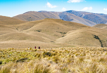 Obraz premium Oteake conservation area otago new zealand hills velvety beautiful landscapes dry yellow brown grass bare land