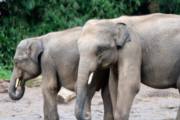 Fototapeta premium Pair of Asian Elephants Standing Together in Zoo Habitat
