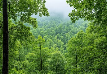 Obraz premium Dense Lush Forest Canopy in Misty Morning Light