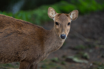 Close-Up of Young Deer Resting on Ground