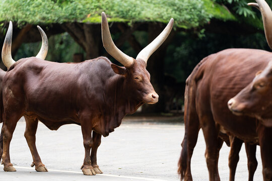Ankole Watusi Cattle Standing on Pavement