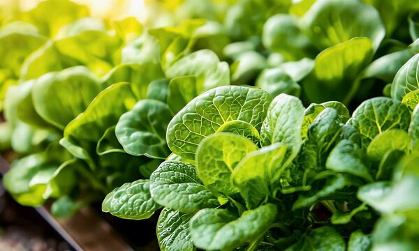 Lush green spinach sprouts in a raised bed, sun-drenched and growing. Close-up reveals vibrant leaves. Earthy tones add to natural beauty