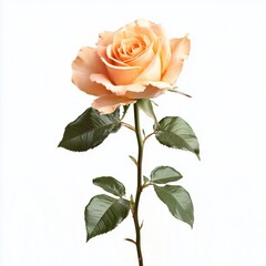 fresh rose on white background