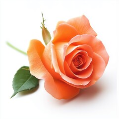 fresh rose on white background