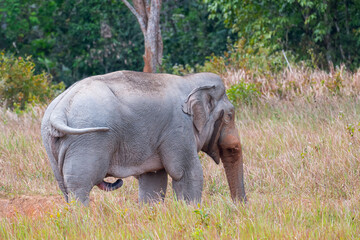 Fototapeta premium Elephants are large mammals and are the largest land animals. Wild elephants eat plants. They are big, have a small head, big legs, and have a trunk that reaches to the ground. That trunk is the nose.