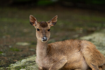 Close-Up of Young Deer Resting on Ground
