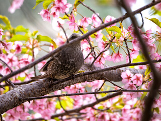 満開のカワヅザクラのヒヨドリ