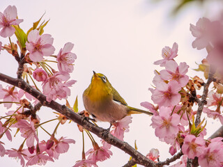 メジロくんのお花見