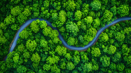 Aerial View of Winding Road Through Lush Green Forest