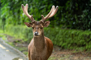 Male Deer with Antlers Staring into Camera