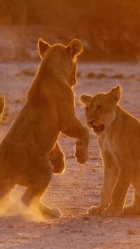 Beauty of nature as these two lions frolic in the golden sands at sunset.