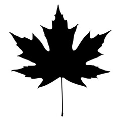 A Maple leaf vector silhouette illustration black color icon