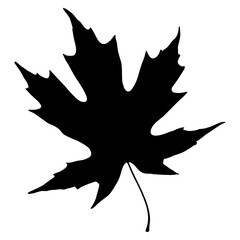 A Maple leaf vector silhouette illustration black color icon