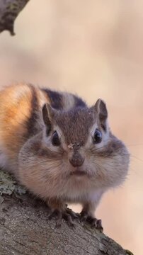 Close up chipmunk sitting on tree trunk.
