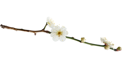 매화 꽃