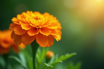 Vibrant Orange Flower Blossom in Soft Sunlight, Nature's Beauty in Full Bloom, Delicate Petals and Lush Green Foliage