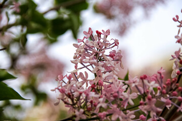lilac