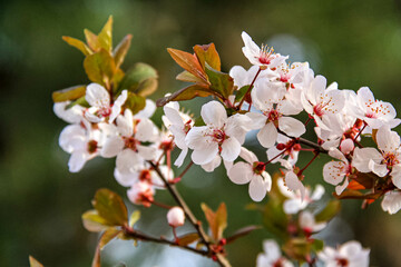 pink cherry blossom