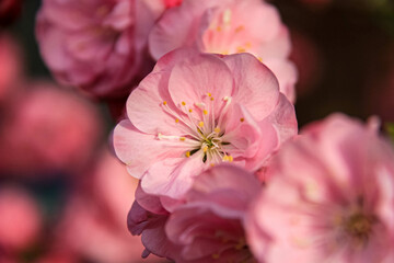 pink flowers