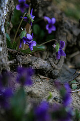 blue flowers