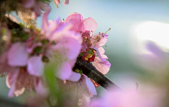 pink flowers