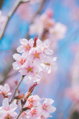 日本の春　桜