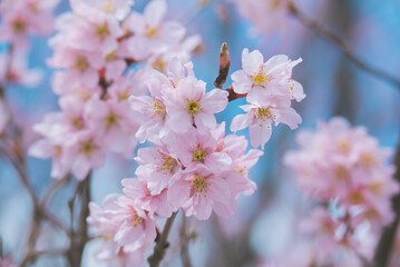 日本の春　桜