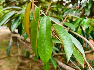 durian leaf (Durio zibethinus) in tropical nature borneo