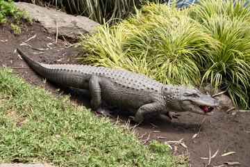 the alligator is carrying a lump of meat