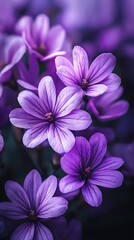 A vibrant display of purple flowers, showcasing delicate petals and intricate details, set against a soft, blurred background.