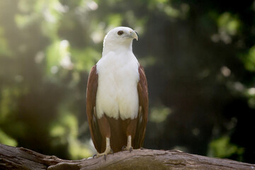 the brahminy kite is perched on a branch