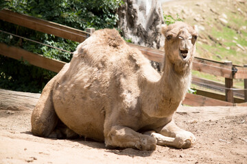 the camel is rest on the ground