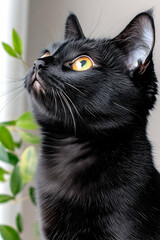A black cat with bright yellow eyes looks up . AI generative