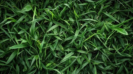 Lush Green Grass Blades Dew Drops Nature Background Texture Perfect for Eco Friendly Designs