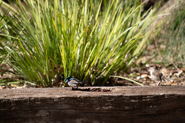 the fairy wren is eating a seed