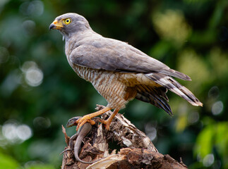 Roadside hawk (Rupornis magnirostris), on the road hunting a lizard in the Amazon rainforest.