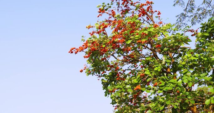 bright orange flowers are in full bloom on the tree with beautiful blue sky. taken in Myanmar, butea monosperma flowers.
