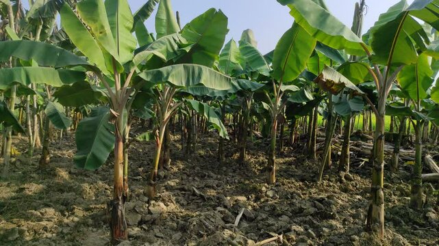 Banana tree with a bunch of growing bananas.