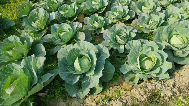 "My cabbage plants out here looking like they&rsquo;ve seen some things&mdash;wilted, weary, reaching for sunlight like it's their last hope. Send help (and compost). 🥬😩 #PlantDrama #GardenDespair"