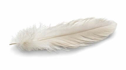 Obraz premium Off-white feather, isolated, delicate, soft, light.