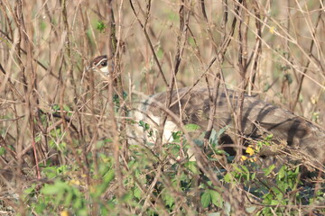 Peafowl Como fledged