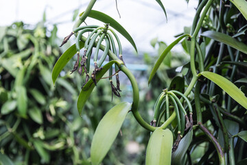 Obraz premium Clusters of green vanilla pods growing on a mature vine in a shaded farm environment. The healthy pods are nearing harvest, nurtured under ideal tropical conditions for vanilla production.