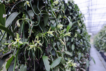 Vanilla flowers and forming pods on a thriving vine inside a cultivated farm. The greenhouse setup supports optimal growth for vanilla production in a shaded, tropical environment.