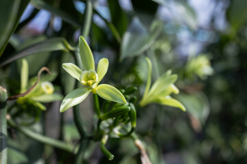 Vanilla flowers blooming on a healthy vine inside a lush green farm. The delicate yellow blossoms mark the beginning of vanilla pod development in a tropical, well-maintained environment.
