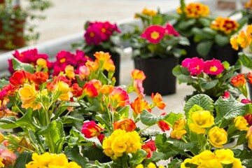 A close-up of brightly colored primroses on display for sale in a garden center. Spring, flowers, joy, rebirth.