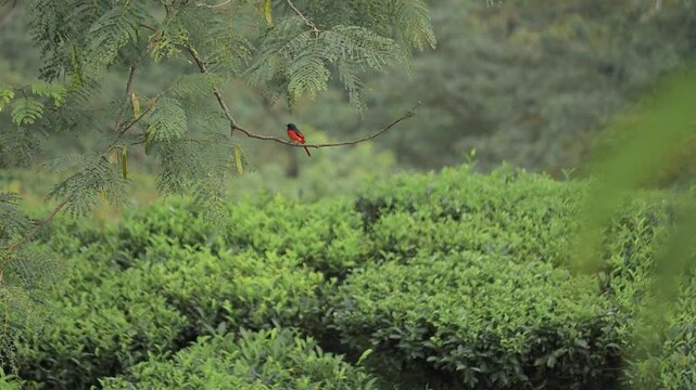 red bird sunda minivet sitting on a tree branch, eating an insect.