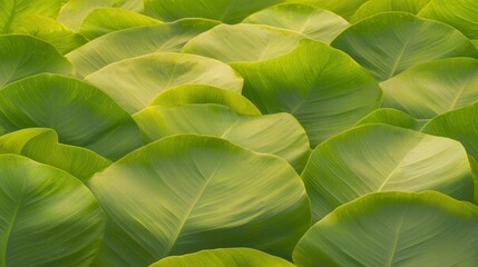 Obraz premium Expansive field of green leaves emphasizing nature's abundance and vibrant lushness under sunlight